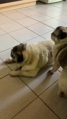 Two pugs are on a tiled floor. One pug is lying down on its side, facing away from the camera and licking its paw. The second pug is standing behind the first pug, facing towards it. The environment appears to be a kitchen with cabinets and a refrigerator visible in the background.