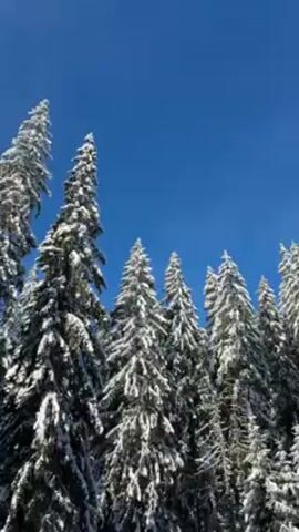 The camera pans up to reveal a dense forest of snow-covered evergreen trees against a clear, bright blue sky. The snow is thick on the branches, giving them a frosted appearance. The trees are tall and densely packed, and the camera angle suggests a low vantage point looking upwards. In the background, a snow-covered hill can be seen, also densely populated with trees. There are some wispy clouds visible on the hill.
