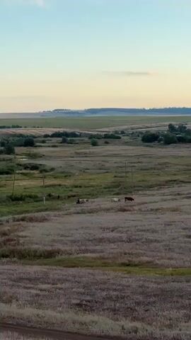 A wide shot captures a vast, gently rolling landscape under a pale blue sky. The foreground is dominated by dry, golden-brown grass, interspersed with patches of green. In the mid-ground, a variety of green fields and brush create a textured mosaic. Scattered throughout the landscape are utility poles. Several animals, appearing to be livestock such as cows and possibly sheep, are grazing in a field in the mid-ground. In the distance, a hazy horizon line suggests more fields and perhaps a treeline. The light suggests it is either early morning or late evening.