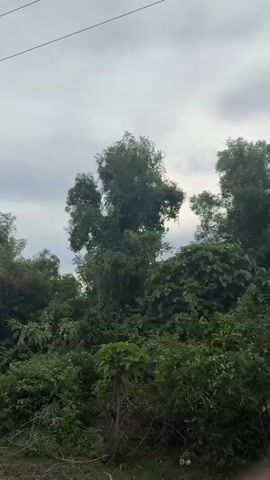 The video shows a view of a cloudy sky with the sun peeking through. The foreground consists of dense green foliage and trees, with some debris scattered on the ground. The camera appears to be moving slowly, panning across the landscape. There are no people or animals visible in the video. The overall impression is that of a natural outdoor environment.