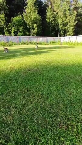 This video depicts two dogs playing in a sunlit, grassy outdoor area, possibly a backyard, in Timokhovo, Russia. The primary subject is a tri-color Beagle, which approaches the camera at the 0:02 mark, nudging a white and black soccer ball with its nose. The Beagle then stops, looking directly at the camera with the ball at its paws. In the background, another brown and white dog can be seen, initially sniffing the ground and then observing the foreground activity. The setting includes a low, light-colored corrugated fence in the middle ground, backed by a dense line of tall green trees under what appears to be a clear, sunny sky, creating strong shadows on the grass. No visible text is present in the video.