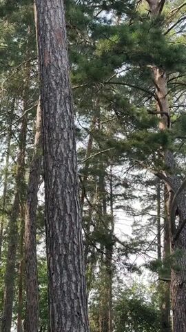 The video shows a close-up view of a large tree trunk in a forest setting. The bark of the tree is rough and textured. Behind the main tree, numerous other trees can be seen, creating a dense forest environment. The upper portion of the frame is filled with green pine needles and branches, with glimpses of the sky through the foliage. In the lower portion of the frame, a large clear plastic bottle of water is visible, partially obscured by the foreground. The bottle has a blue cap and a label. The overall impression is a serene and natural forest scene, with the bottle suggesting human presence.