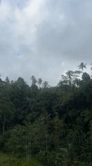 Morning scenes captured in Tembuku's tropical forest setting