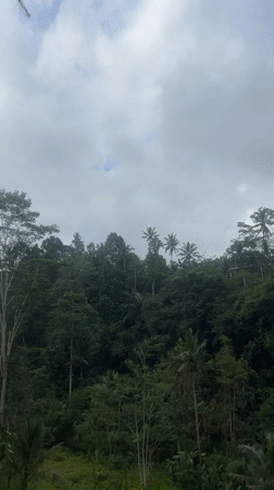 Morning scenes captured in Tembuku's tropical forest setting