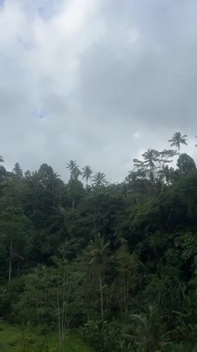 Morning scenes captured in Tembuku's tropical forest setting
