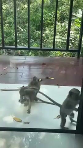 Three small monkeys are seen gathered on a white, polished floor just inside a glass sliding door, apparently looking into the building. The door has a dark frame and overlooks a porch with a dark wood floor and a metal railing. Beyond the railing, there's lush green foliage. The monkeys appear to be moving around, curious about what's inside. Some dry leaves are scattered on the floor. One monkey touches the glass with its paw.