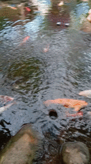 Overhead view of koi pond captured in Liên Nghĩa, Vietnam