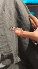 Pet gecko handling captured by witnesses in Khimki
