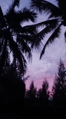 Palm silhouettes at twilight in Ratsada, Thailand