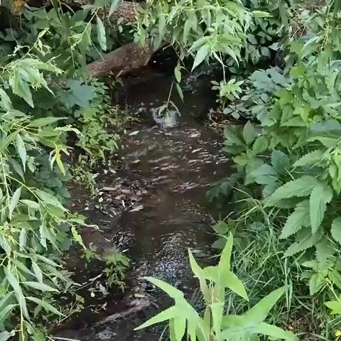 A small, narrow stream flows through a lush, green forest. The water is dark and appears to be shallow, with a rocky bottom visible in some areas. The stream is surrounded by dense vegetation, including trees, bushes, and ferns. Sunlight filters through the leaves, creating dappled patterns on the water. There are no people or animals visible in the video. The overall impression is one of a peaceful and secluded natural setting.