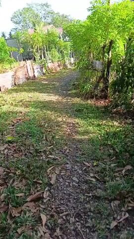 The video shows a narrow, unpaved path in a rural or semi-rural outdoor setting. The path is lined with grass and fallen leaves. On the left side of the path, there are several rows of what appear to be agricultural plots or raised beds, some bordered by corrugated metal sheeting. Beyond these plots, trees and some structures, possibly houses or sheds, are visible. On the right side of the path, there is dense green foliage and a fence made of wooden posts and possibly wire. The scene is illuminated by bright sunlight, casting shadows on the path. The overall impression is one of a cultivated or managed outdoor space, possibly a garden or farm area.