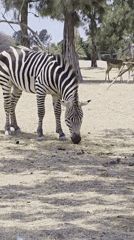 Zebra spotted grazing in Puebla, Mexico