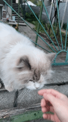 Fluffy kitten spotted on bench in Sofia draws gentle attention