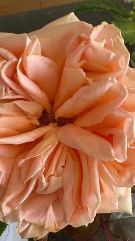 The video shows a close-up of a peach-colored rose in full bloom. The petals are densely packed and swirled, with a darker center visible. Green leaves and a stem are visible at the bottom. The background is blurry but appears to be a dark surface and a light-colored wall.  The camera slightly zooms in and out.