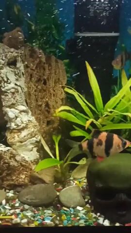 The video shows an aquarium containing Tiger Barb fish swimming among plants and decor. The tank is lit, and air bubbles rise from a pump or bubbler. The fish have distinct black stripes on their bodies, and some have red fins. The tank contains an assortment of green plants, along with rocks and a decorative skull. The substrate is composed of colorful gravel.
