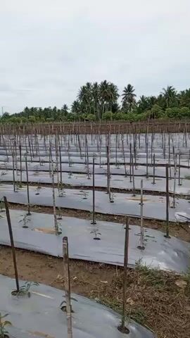 The video displays rows of young plants in a field. The plants are spaced evenly along what appear to be raised beds covered with black plastic mulch. Wooden stakes are placed next to each plant, likely to support their growth. In the background, there are more rows of plants, trees, and a distant treeline with mountains or hills under a cloudy sky. In one shot, a person is visible working in the field, tending to the plants. The overall impression is of an agricultural setting, possibly a farm or nursery, focused on crop cultivation.