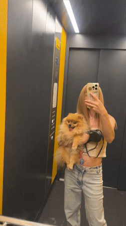 Fluffy Pomeranian enjoying affection in Novorossiysk