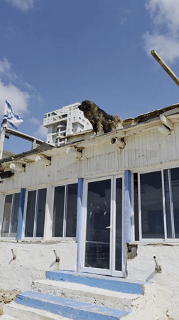 Large dog spotted on rooftop in Bat Yam, Israel