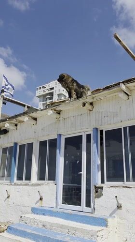 Large dog spotted on rooftop in Bat Yam, Israel