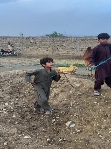 Livestock trading activity documented in Quetta, Pakistan