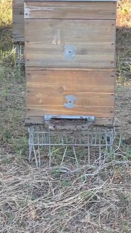 The video displays a close-up view of a beehive in an outdoor setting. The beehive is made of wood and is raised on metal legs. Several bees are visible entering and exiting the hive through a small opening. The background shows more beehives, dry grass, and a field of sunflowers under a clear sky. The camera pans slightly to reveal a wider view of the apiary, showing the arrangement of multiple beehives in a line. Sunlight is visible, indicating it is daytime.