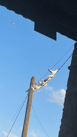 Pigeons, sunlight, and green trees in rural Kosh, Armenia