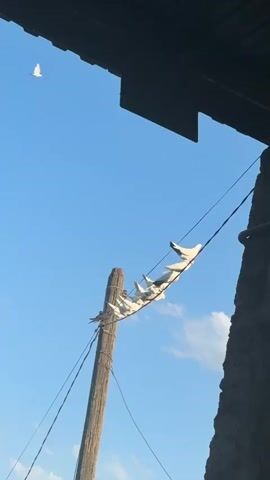 A flock of white pigeons is perched in a line on a wire. They are silhouetted against a bright blue sky. The wire is suspended between two poles, one of which is made of wood and appears weathered. The pigeons are all facing the same direction, and they appear to be at rest. The scene is captured from below, looking up at the birds and the sky. There is also a dark, angled structure visible in the upper portion of the frame, possibly part of a roof or overhang.