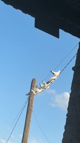 Pigeons, sunlight, and green trees in rural Kosh, Armenia