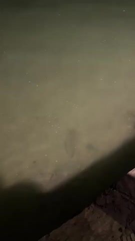 The video shows a ray swimming in murky water. The ray is grey and flat, and its shape is easily visible against the sandy bottom of the water. The water itself is murky and green-grey, with some debris floating on the surface. The ray swims slowly and gracefully, gliding along the bottom of the water. The video is shot from a slightly elevated position, and a dark shadow of what appears to be a wooden structure, like a pier or dock, is visible in the lower right corner of the frame. The overall lighting is dim, suggesting the video was taken at dusk or in a low-light environment. A voice can be heard in the background speaking in Spanish, asking if the ray eats little fish.