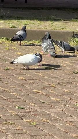 A white pigeon pecks at the ground in the foreground on a paved surface. Behind it, several gray and white pigeons are scattered. The pigeons are in an outdoor environment with grass and a concrete border visible in the background. Sunlight illuminates the scene.
