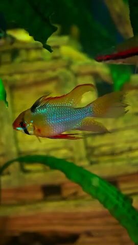 A small, colorful fish swims in an aquarium. The fish is predominantly orange and blue with red fins. It is surrounded by green aquatic plants and a rocky background. Another, longer fish with a red stripe swims above and behind it.