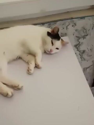 A calico cat, primarily white with black and ginger markings, is lying on its side on a white surface. The cat has its eyes partially closed and appears relaxed. A person's hand enters the frame from the right and gently touches the cat's nose with a finger. The cat reacts slightly, turning its head towards the touch. The background is blurred but appears to be an indoor setting with a patterned floor.