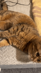 Tabby cat with green eyes observed resting on textured surface