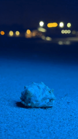 Nighttime beach wildlife observation documented in Al Fiqait, UAE