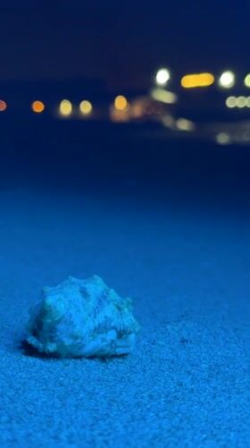 Nighttime beach wildlife observation documented in Al Fiqait, UAE