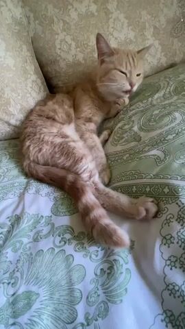 A light orange tabby cat is resting on a bed with green and white patterned sheets. The cat is lying on its side with its legs stretched out. Its tail is curled around its hind legs. The cat is grooming itself with its tongue, licking its paw. The cat has closed eyes, and its tongue is sticking out slightly. The background is slightly blurred, with pillows visible behind the cat.