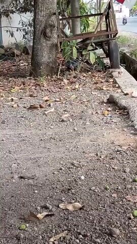 A brown bird walks across a gravel path. In the background, there is a tree and a wooden cart.
