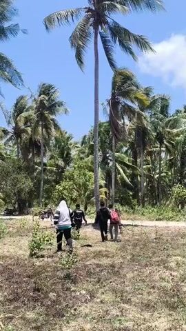 A group of people walk away from the camera towards a cluster of palm trees under a bright blue sky. The ground is dry and covered with low vegetation. A tall palm tree dominates the center of the frame. The people appear to be walking on a dirt path.