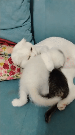 Scottish Fold cat and two kittens at home in Baku