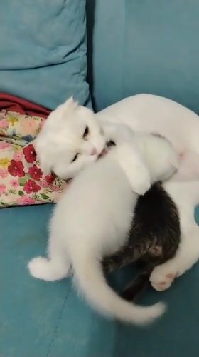 Scottish Fold cat and two kittens at home in Baku
