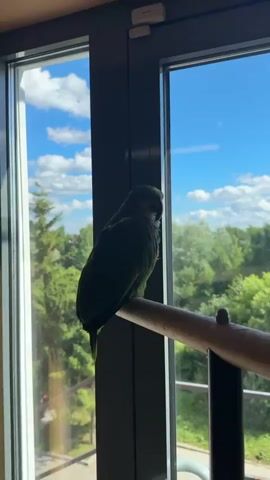 A green parrot perches on a wooden dowel in front of a large window. Outside the window, a clear blue sky is visible with fluffy white clouds. Lush green trees and foliage stretch across the landscape, suggesting an outdoor, natural environment. The parrot is positioned in profile, facing towards the right side of the frame. The scene is illuminated by natural sunlight, casting soft shadows.