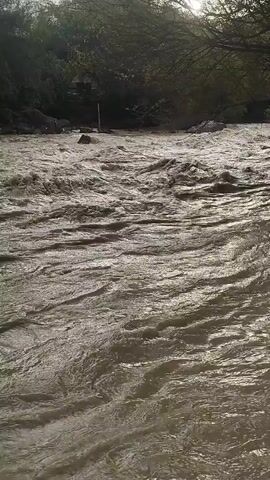 This is a video clip depicting a wide, fast-flowing river under a bright sky, likely in the late afternoon due to the sun's angle. The water is a murky brown, indicating it's carrying sediment, and it churns with visible ripples and waves. Overhanging trees and foliage line the banks, creating a natural, somewhat wild setting. The overall atmosphere is one of natural power and movement. The visual composition is dominated by the turbulent water, with the trees and sky forming a backdrop. No people or man-made objects are clearly visible, emphasizing the natural landscape. The scene evokes a sense of untamed nature and the force of moving water. The location context is Chaknak, Uzbekistan. There is no visible text in the video.