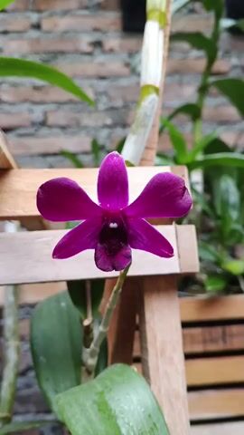 A close-up, vertical shot focuses on a single, deep purple orchid bloom. The flower is the central subject, with its five petals fanning out from a dark center. The orchid is positioned in front of a wooden support structure, suggesting it is being grown or displayed. In the background, a brick wall is visible, blurred by the shallow depth of field, along with green foliage and a portion of the orchid's stem, which is segmented and pale green. The lighting appears to be natural, casting soft shadows and highlighting the delicate texture of the petals. The overall impression is one of natural beauty captured in a still moment.