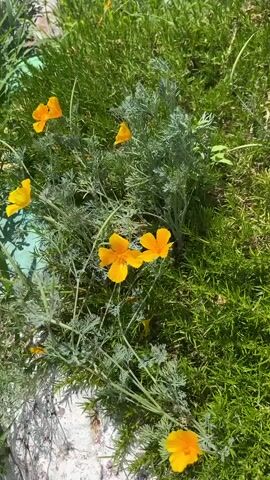 The video shows a close-up view of California poppies in a garden. The flowers are bright orange and yellow, with delicate petals. They are surrounded by green foliage and grass. The sun is shining, creating a warm and inviting atmosphere. The video appears to be shot outdoors in a natural setting.