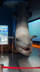 Prehistoric reptile exhibits and live animals at a Vladivostok museum