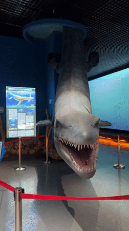 Prehistoric reptile exhibits and live animals at a Vladivostok museum