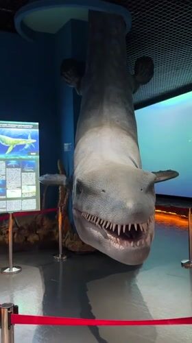 Prehistoric reptile exhibits and live animals at a Vladivostok museum