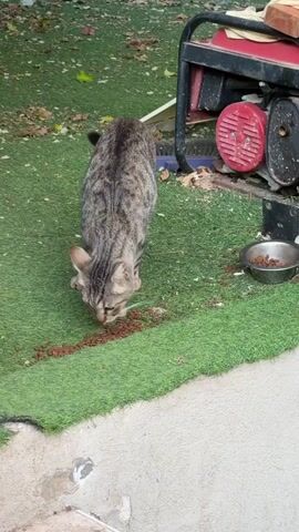 A tabby cat with green eyes stands on artificial turf next to a generator and a bowl of food. The cat looks towards the camera, then walks forward, appearing to jump down a step. It then walks across a concrete surface.