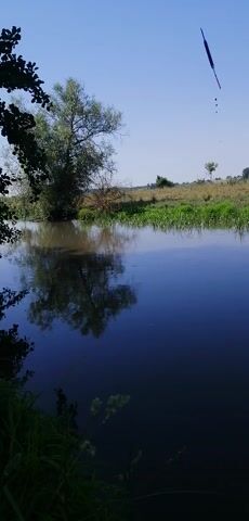 A video shows a body of water reflecting trees and a blue sky. The video is rotated 90 degrees counterclockwise. The water is dark blue and smooth. The shoreline is lined with green grass and some white flowers. A few trees are visible on the shoreline. The sky is clear and blue. The reflection in the water is a mirror image of the shoreline and the sky. The video is static, with no movement or action.