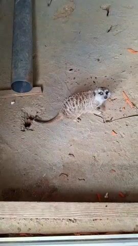 Two meerkats are in an enclosure with a dirt floor. A grey pipe is on the left side of the enclosure. One meerkat is walking away from the viewer towards a hole in the ground, and the other meerkat is on the right side of the enclosure with its head down, possibly eating. There are pieces of orange food scattered on the ground.
